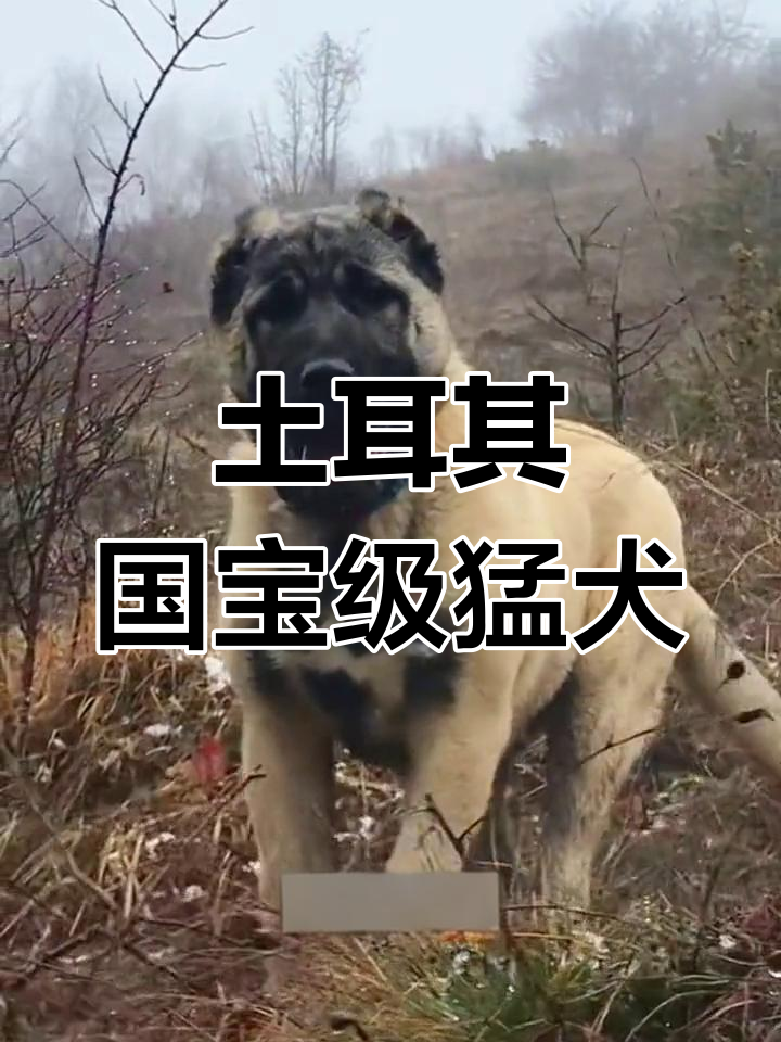 土耳其猛犬坎高:忠诚与勇力的象征