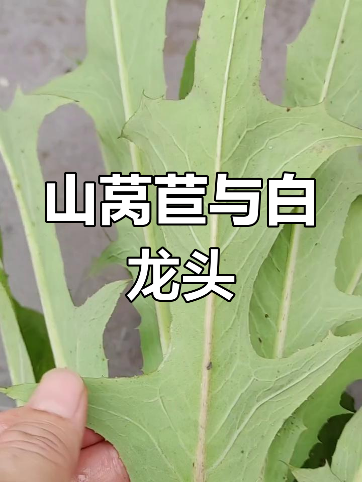 山莴苣:苦菜根的药用价值,白龙头的秘密