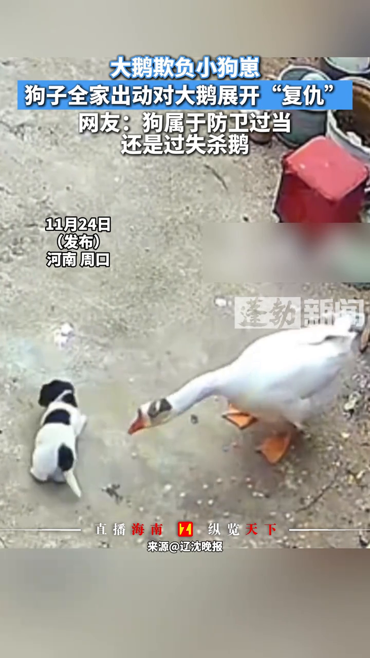 大鹅欺负小狗崽 狗子全家出动对大鹅展开“复仇”