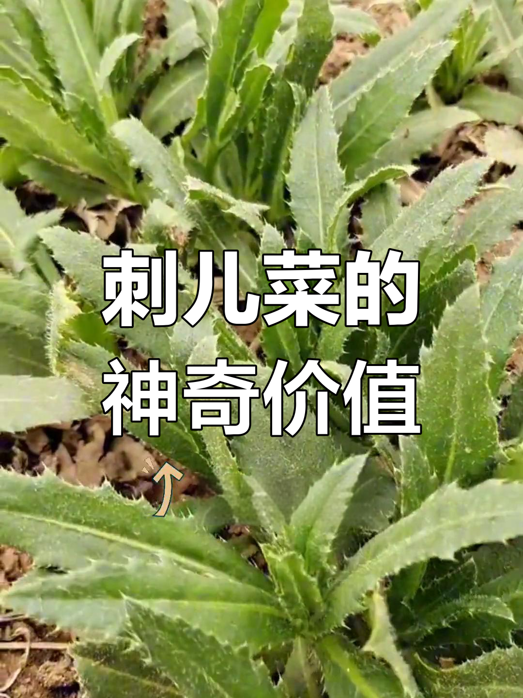 刺儿菜:农村的“田间创口贴”,竟是这种宝藏野菜!