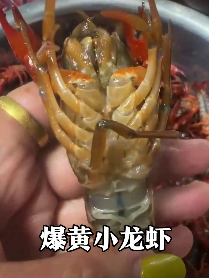 小龙虾黄膏满满,肉质Q弹太诱人