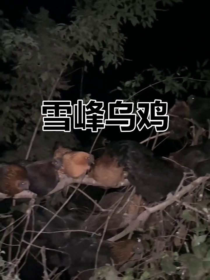 湖南雪峰山乌鸡,滋补强健,抱窝力出众