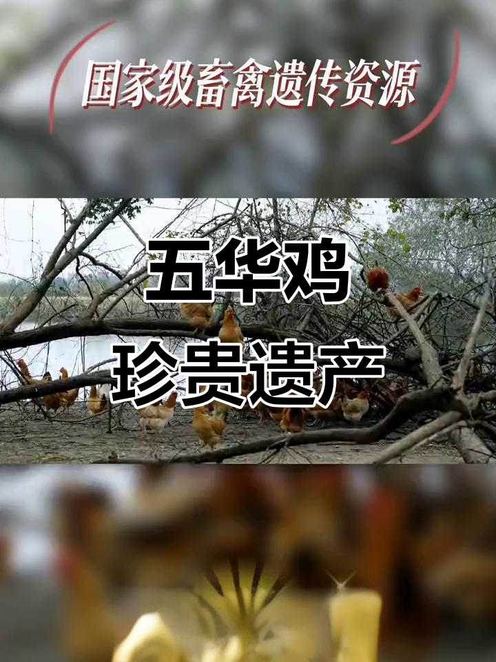 五华鸡,千年传承的珍稀品种,安徽独特遗传资源