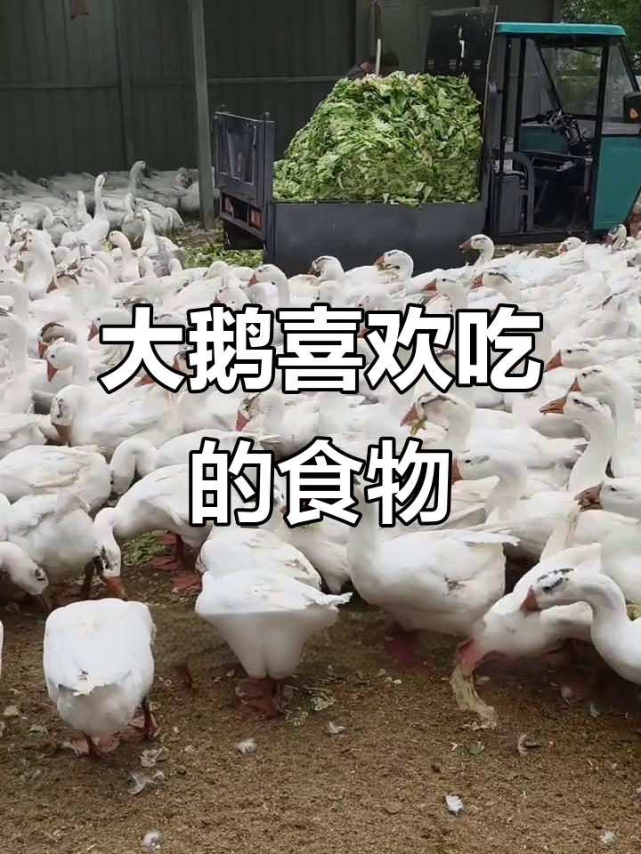 大鹅最爱吃什么?这些食物让它们吃得开心又健康