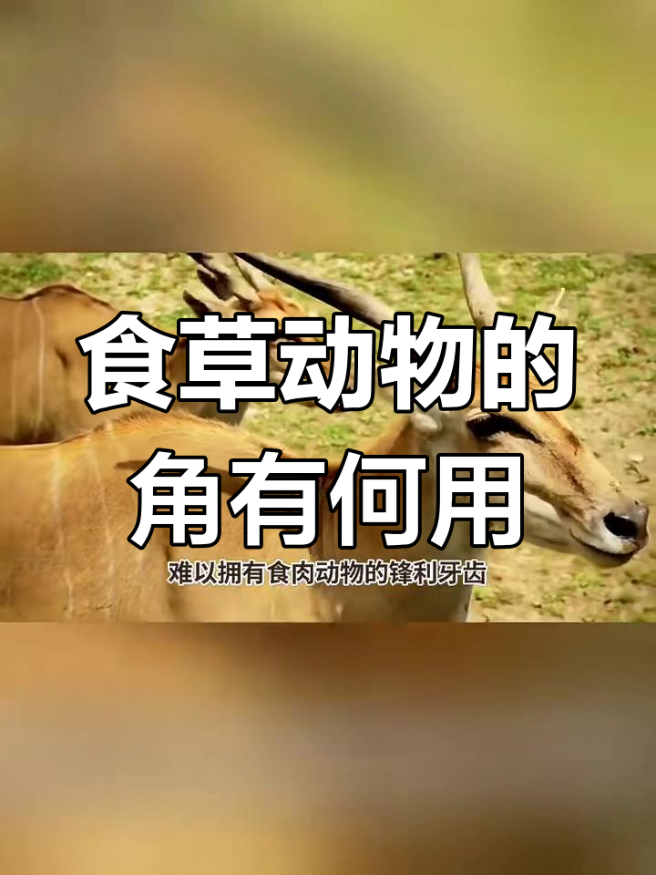 食草动物为何长角?进化博弈揭秘