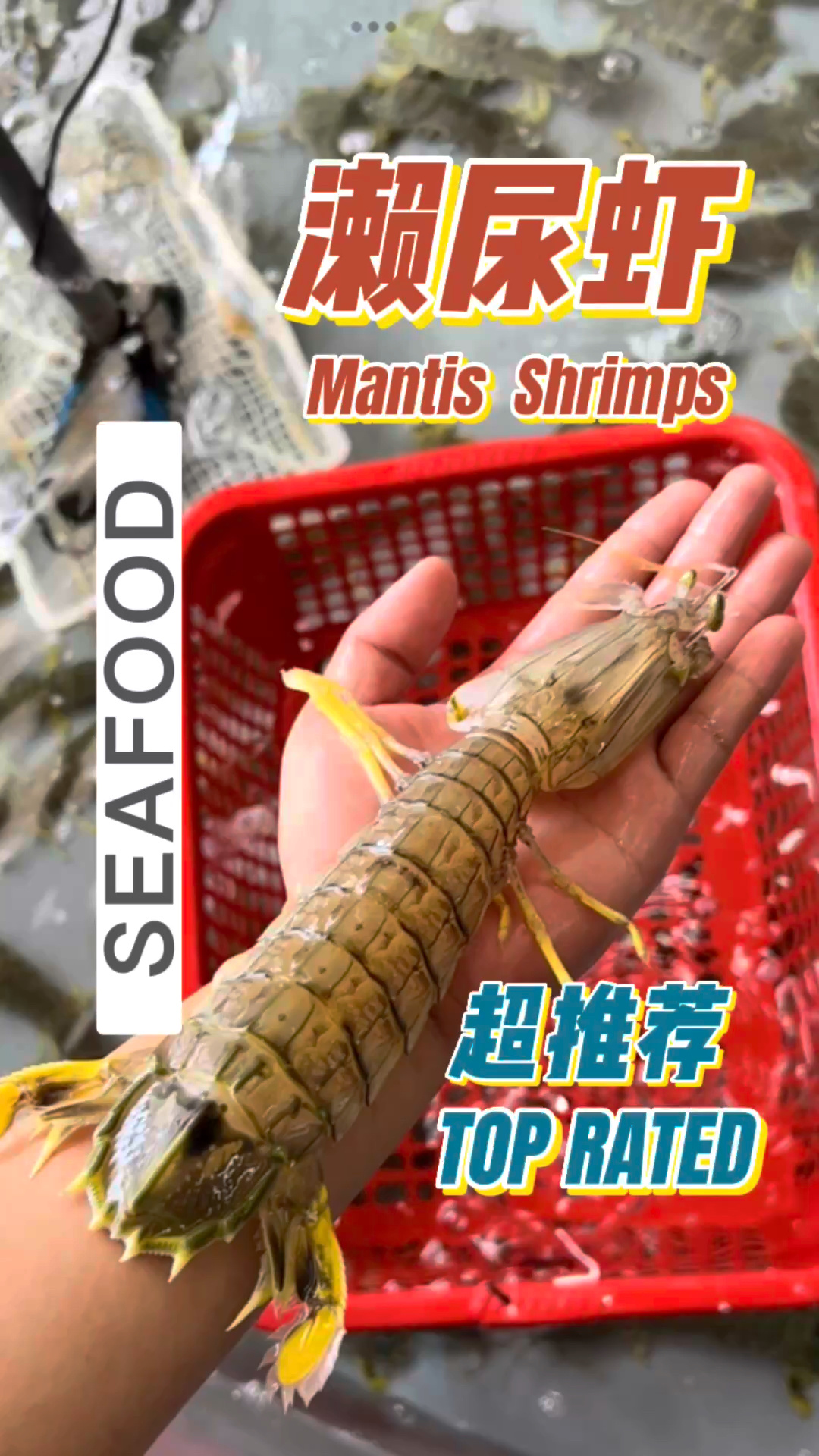 皮皮虾 又称濑尿虾|虾类