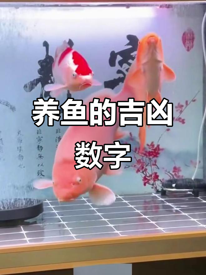 养鱼几条最吉利?风水揭秘