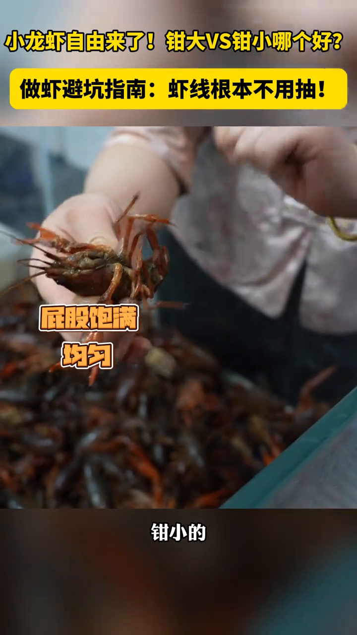 小龙虾大量上市！如何挑选小龙虾？掌握这4个要点轻松拿捏！