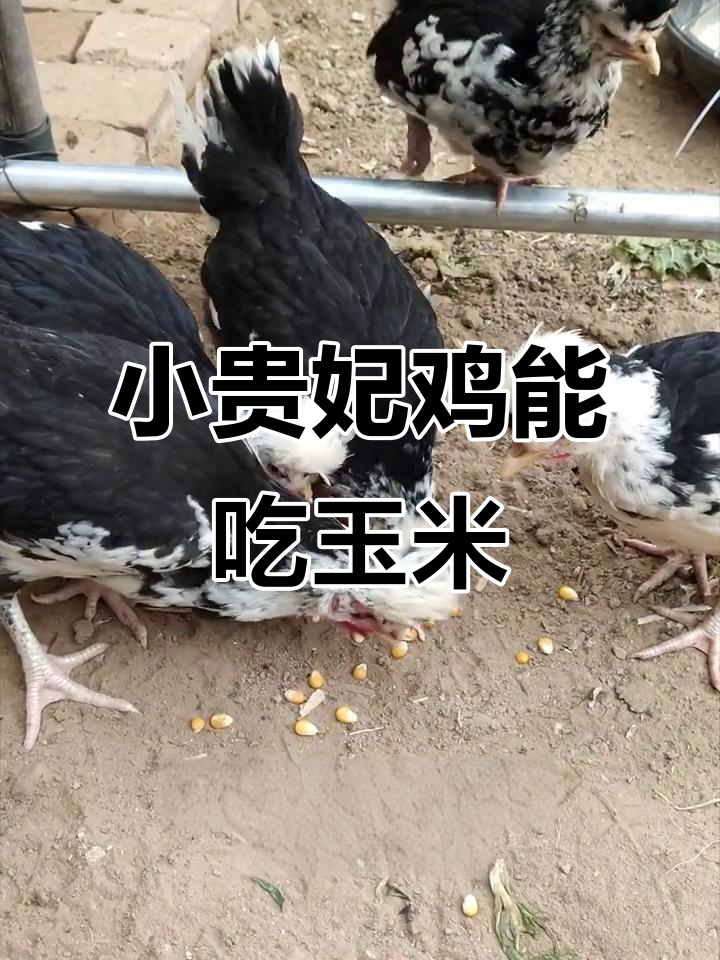 两个月大的贵妃鸡已经学会吃玉米粒,真是太可爱了