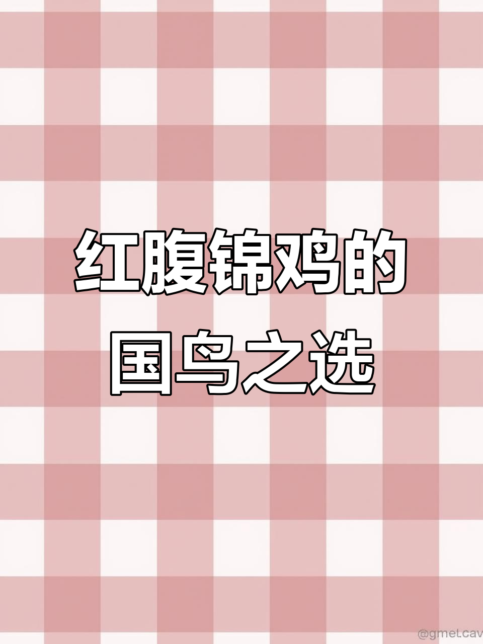 红腹锦鸡为何是国鸟首选？配色与国旗相呼应