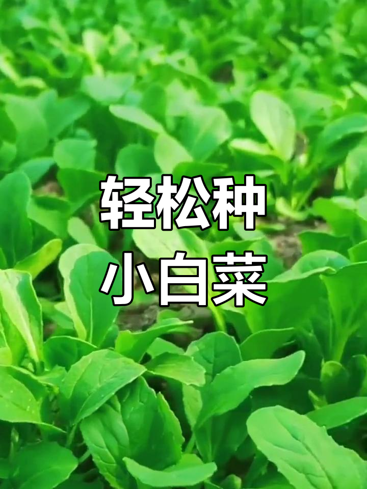 小白菜种植技巧:从播种到收获全攻略