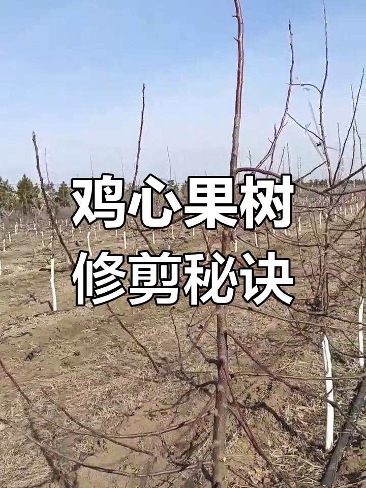 内蒙古鸡心果修剪,第二年剃光杆,效果显著!