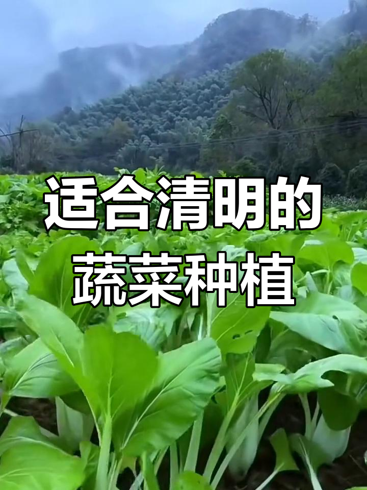 清明前后种什么蔬菜最合适?叶菜、豆角、瓜类全攻略