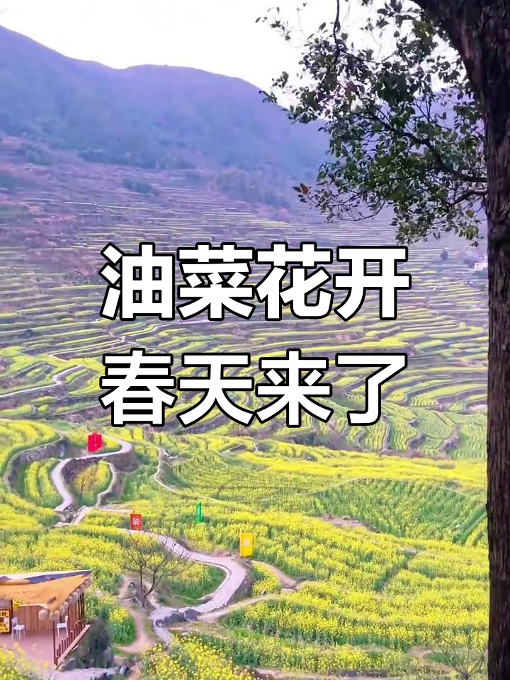 覆卮山油菜花海,春日美景等你来拍!