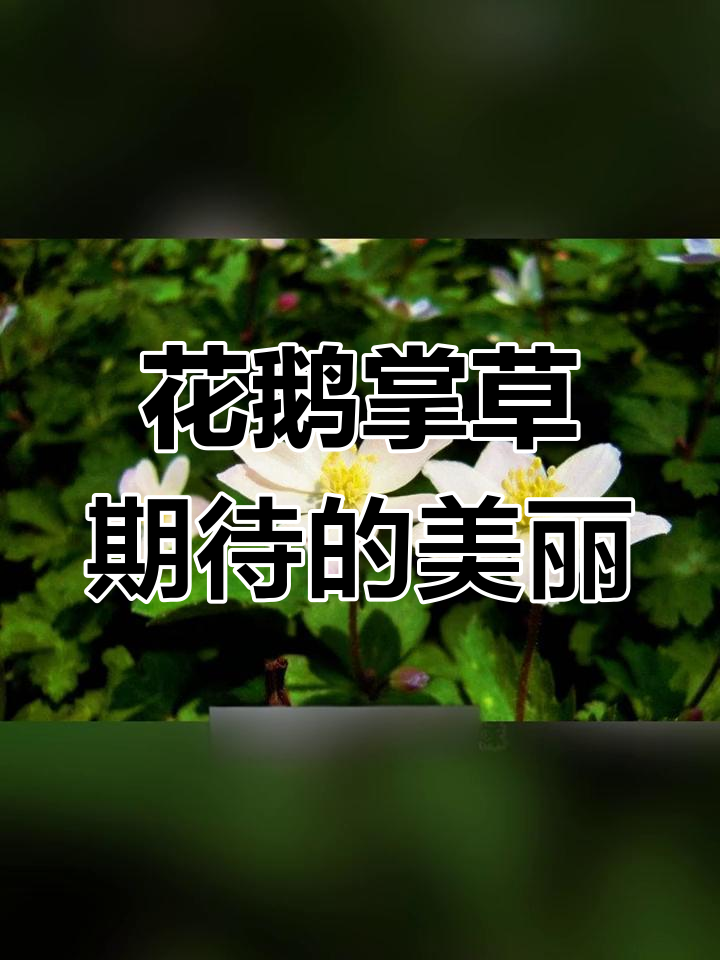 3月7日花鹅掌草盛开,期待与美丽并存