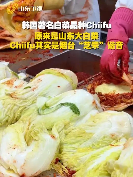 韩国著名白菜品种Chiifu原来是山东大白菜!这名字听着洋气,其实是烟台 “芝罘” 的谐音