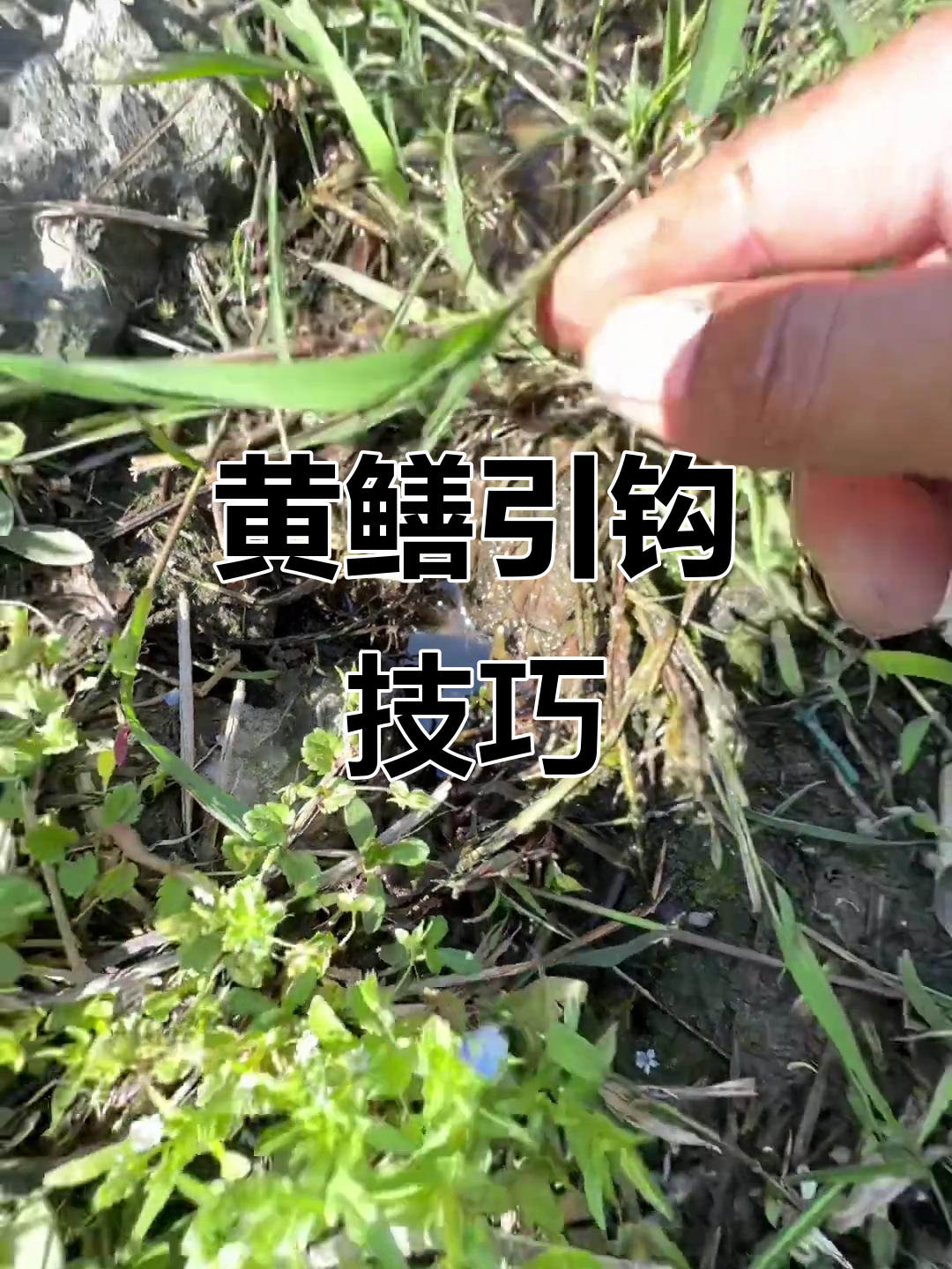 找黄鳝洞的秘诀,轻松钓获!
