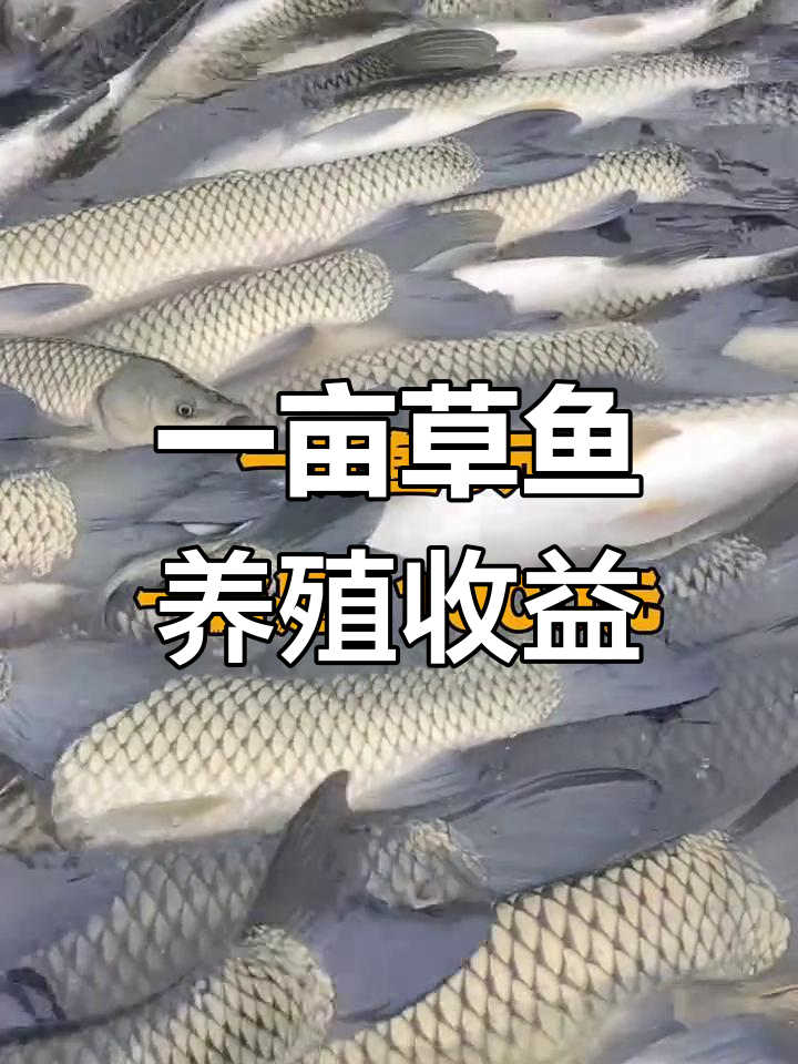 养殖草鱼一亩能赚多少钱?成本与利润分析