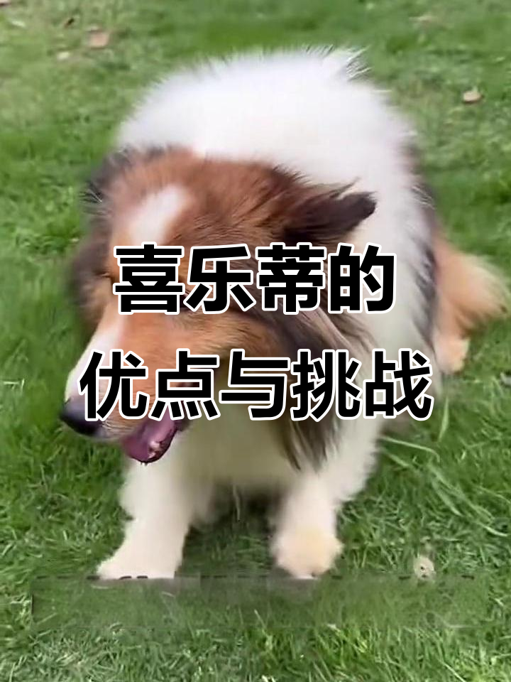 喜乐蒂牧羊犬的优缺点分析,智商高但胆小敏感