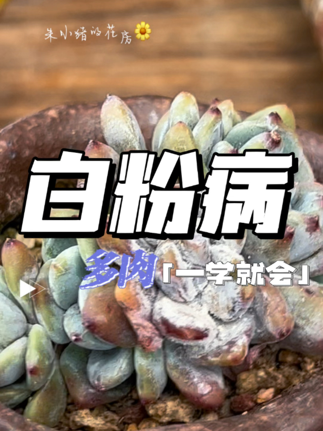 多肉得了“白 粉 病”咋办|干货|多肉养护技巧