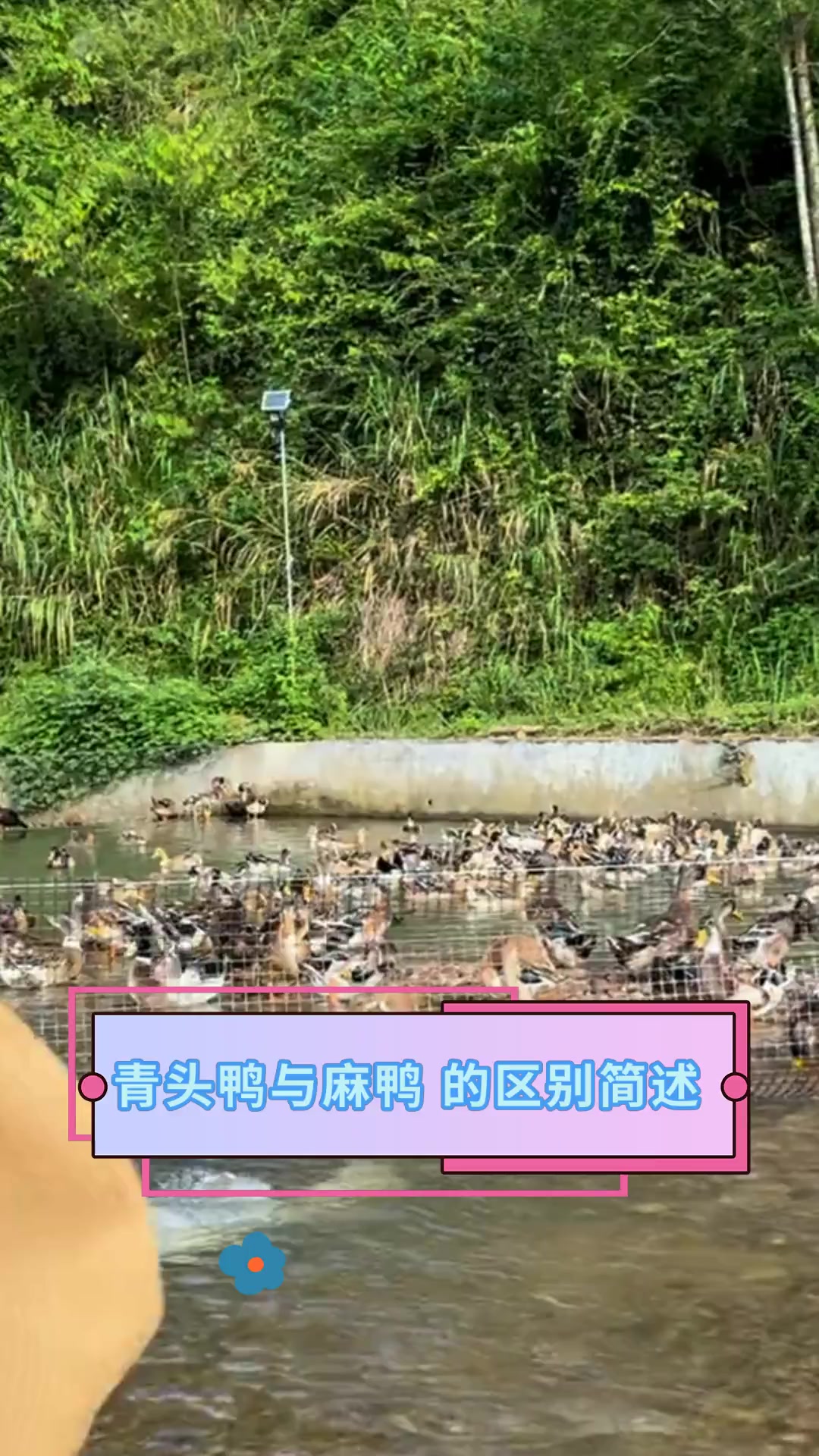 青头鸭与麻鸭 的区别简述