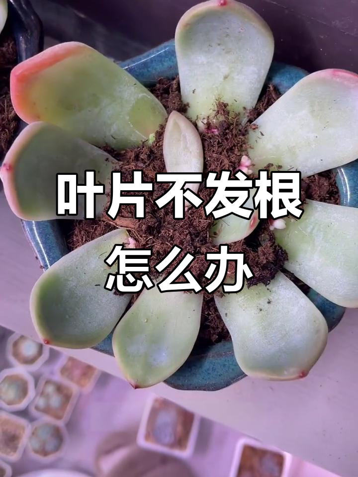 多肉叶插只长根不长芽?教你解决方法