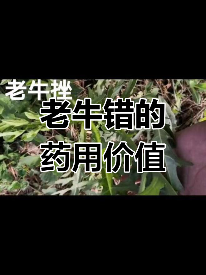 长白山老牛错:凉血消肿的山野菜