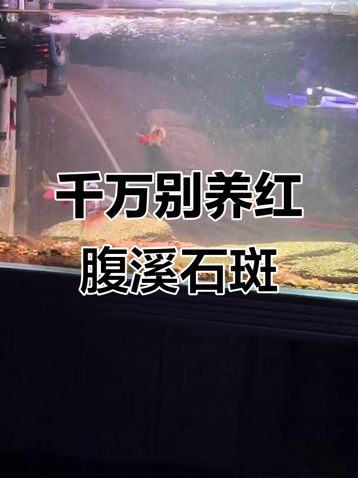 红腹溪石斑鱼太凶猛,养了七条最后只剩一条