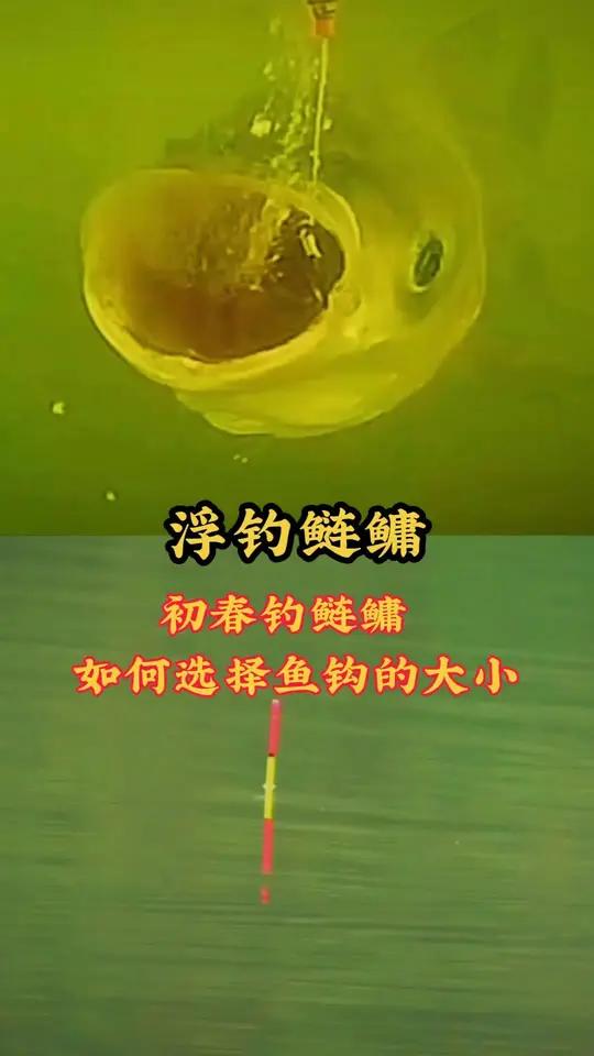 #上热门初春钓鲢鳙宜选新关东 4-6号钩或伊势尼 7-10号钩，钩门宽、钩尖锋利、钩条适中