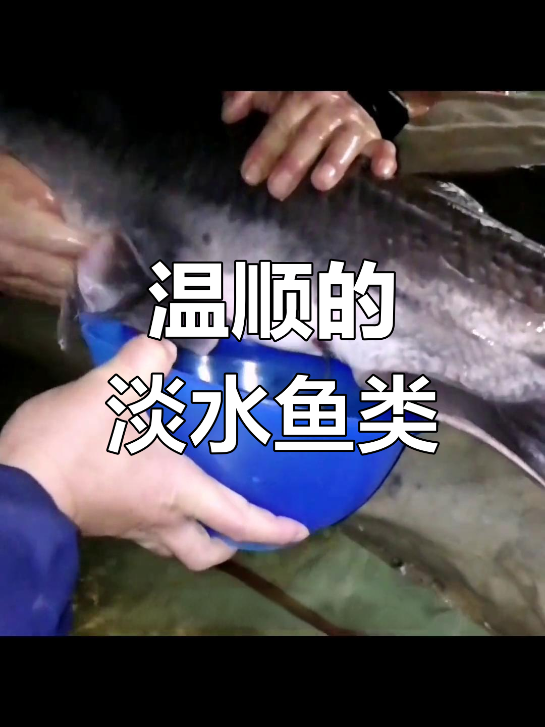 鸭嘴鱼:独特的水生生物