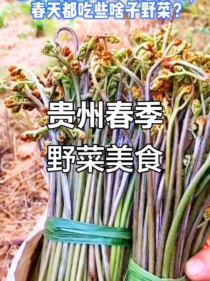 贵州春天的野菜大餐，全是天然美味你尝过吗？