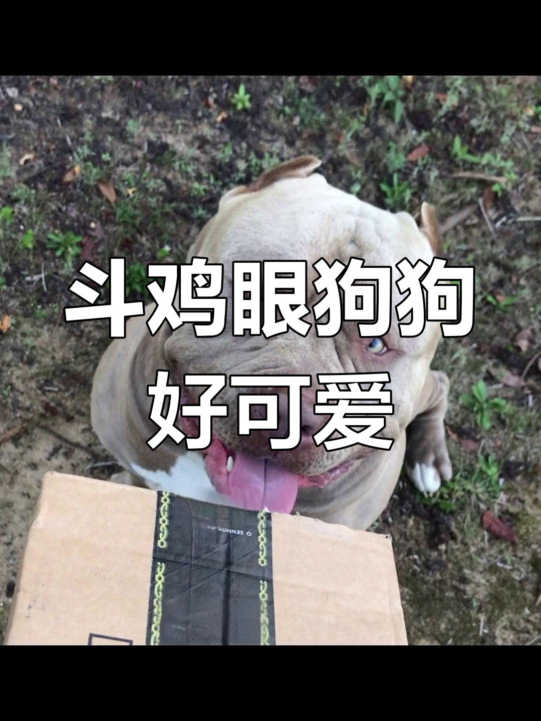 狗狗遗传父亲斗鸡眼,萌态十足