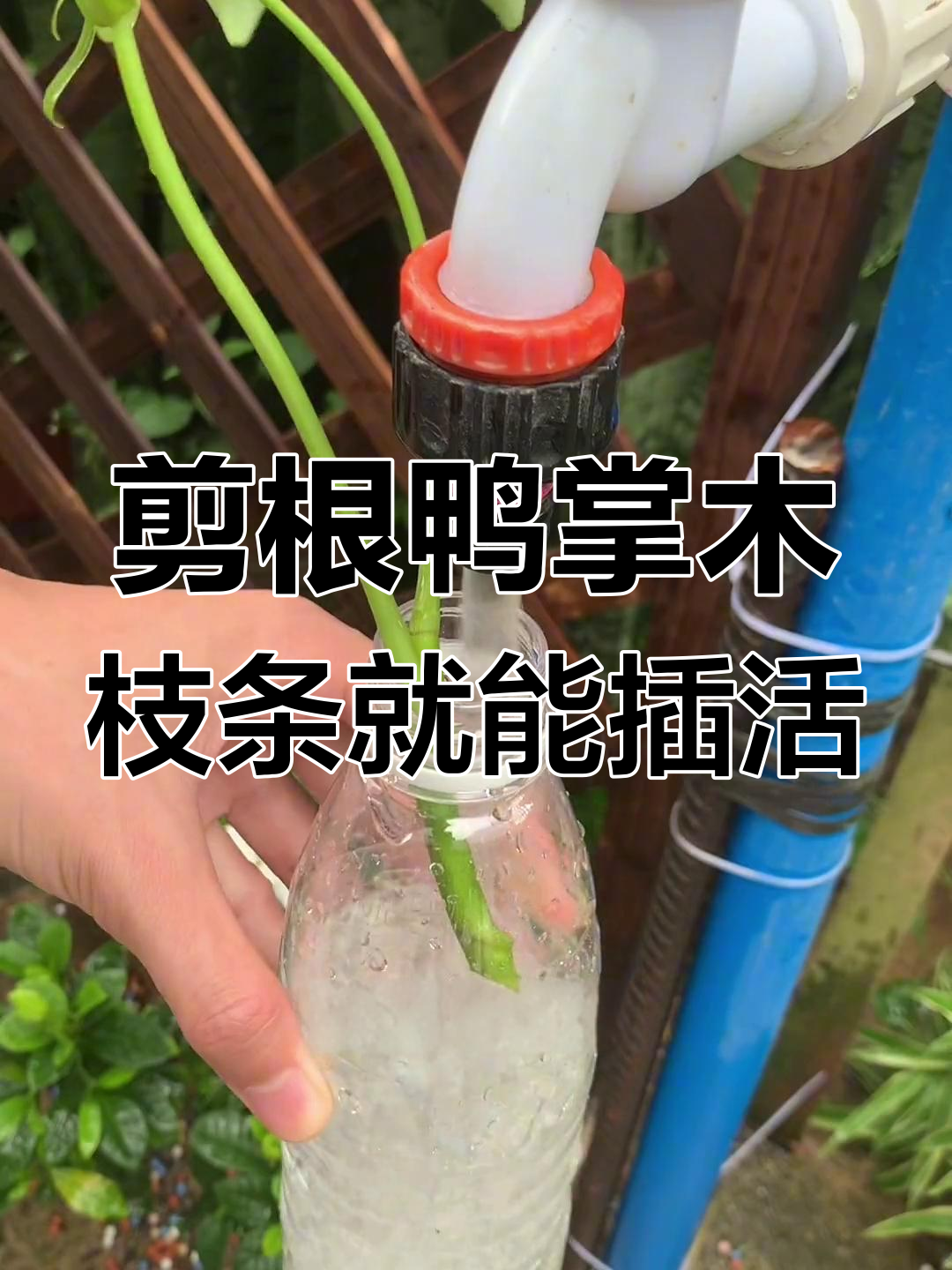 鸭掌木枝条插活技巧,轻松扦插成新盆栽