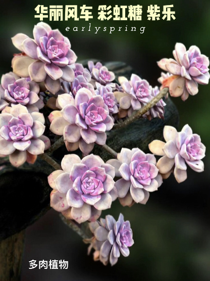 华丽风车 彩虹糖 紫乐-多肉植物广东分享