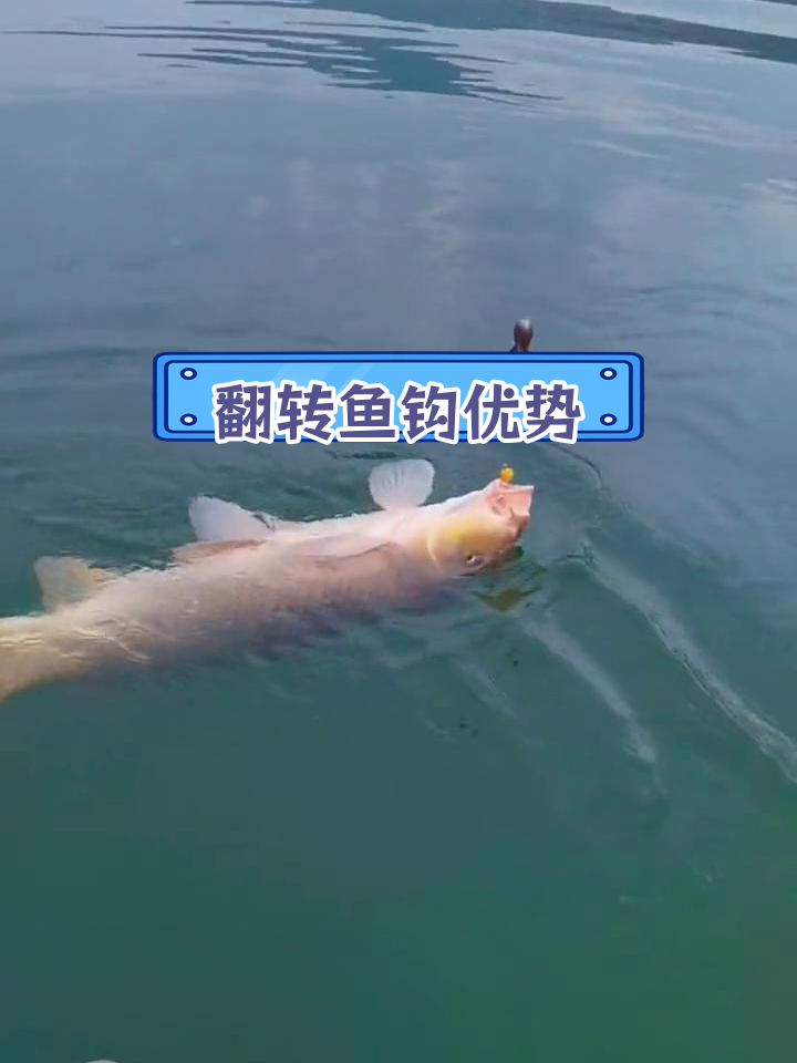 传统鱼钩与翻转鱼钩的对比测试