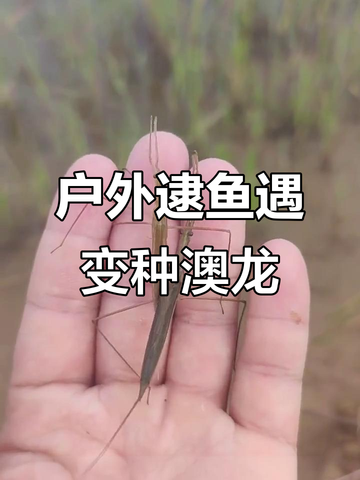 小河抓鱼大作战，意外发现变异澳龙和红色金鱼尾巴