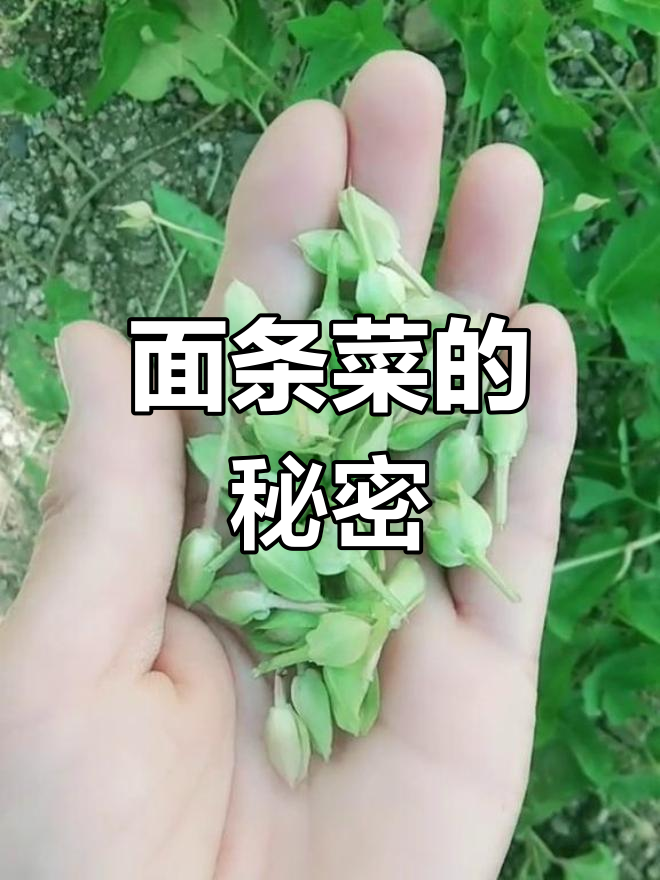 认识这种植物吗?小时候叫它面条菜,现在不常见了