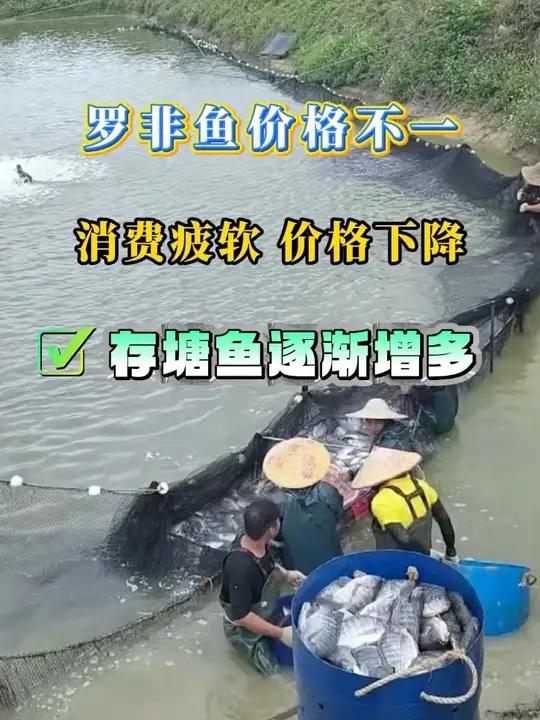 罗非鱼整体行情维稳,主产区受需求疲软影响局部微跌。#水产养殖 #罗非鱼 #鱼价 #脆肉