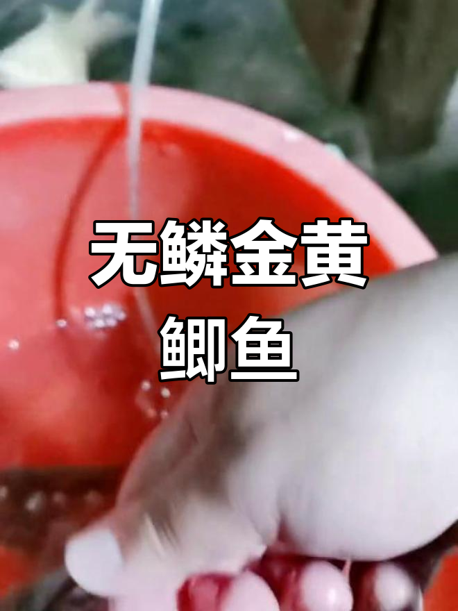 金黄色无鳞鲫鱼,新品种亮相