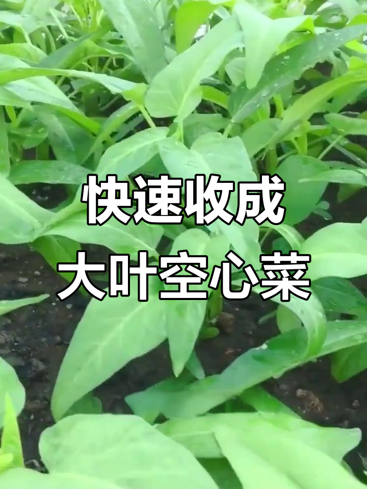 大叶空心菜:阳台种植轻松上手,五十天就能收获美味