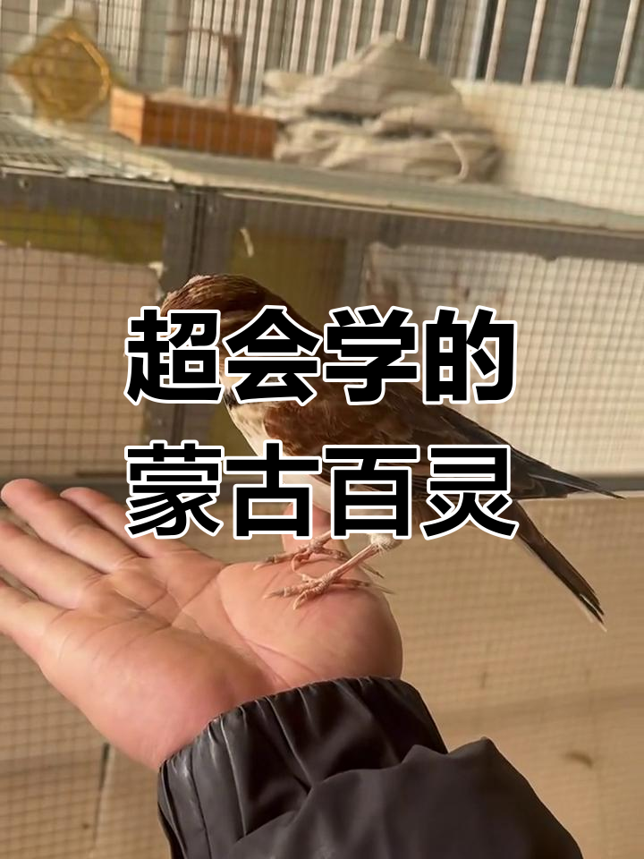 蒙古百灵:模仿能力超强,能学各种鸟叫和猫叫声