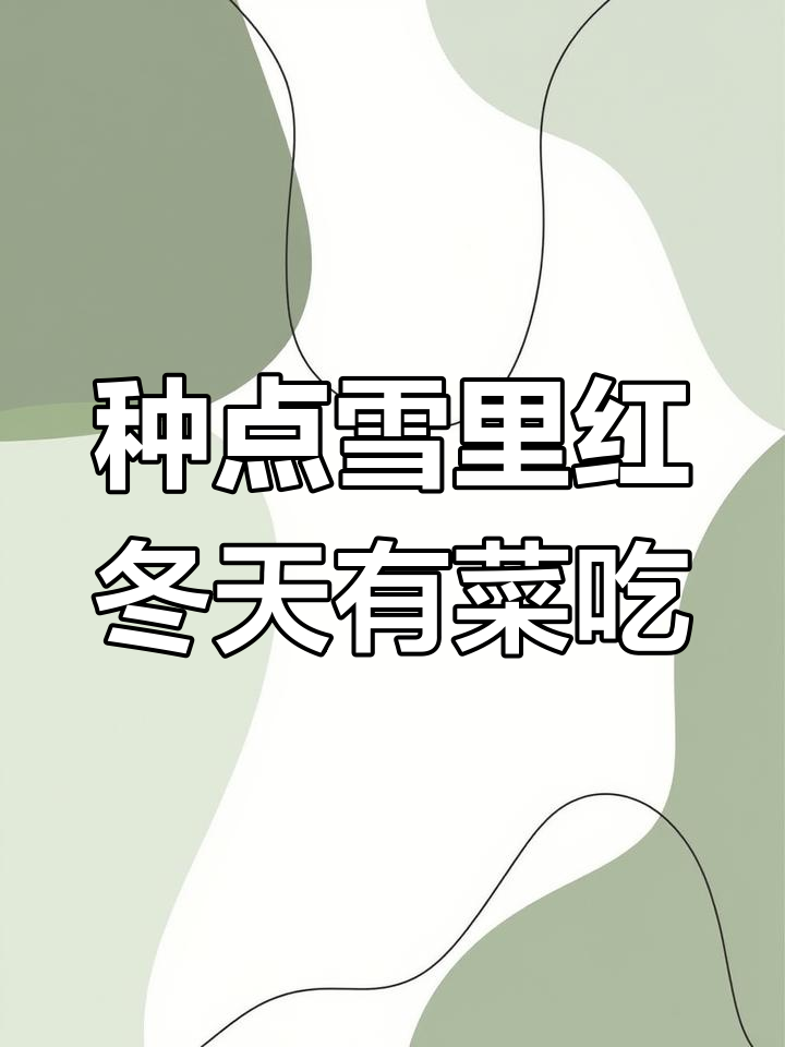 冬季必备!种雪里红,腌菜晒干都能轻松搞定