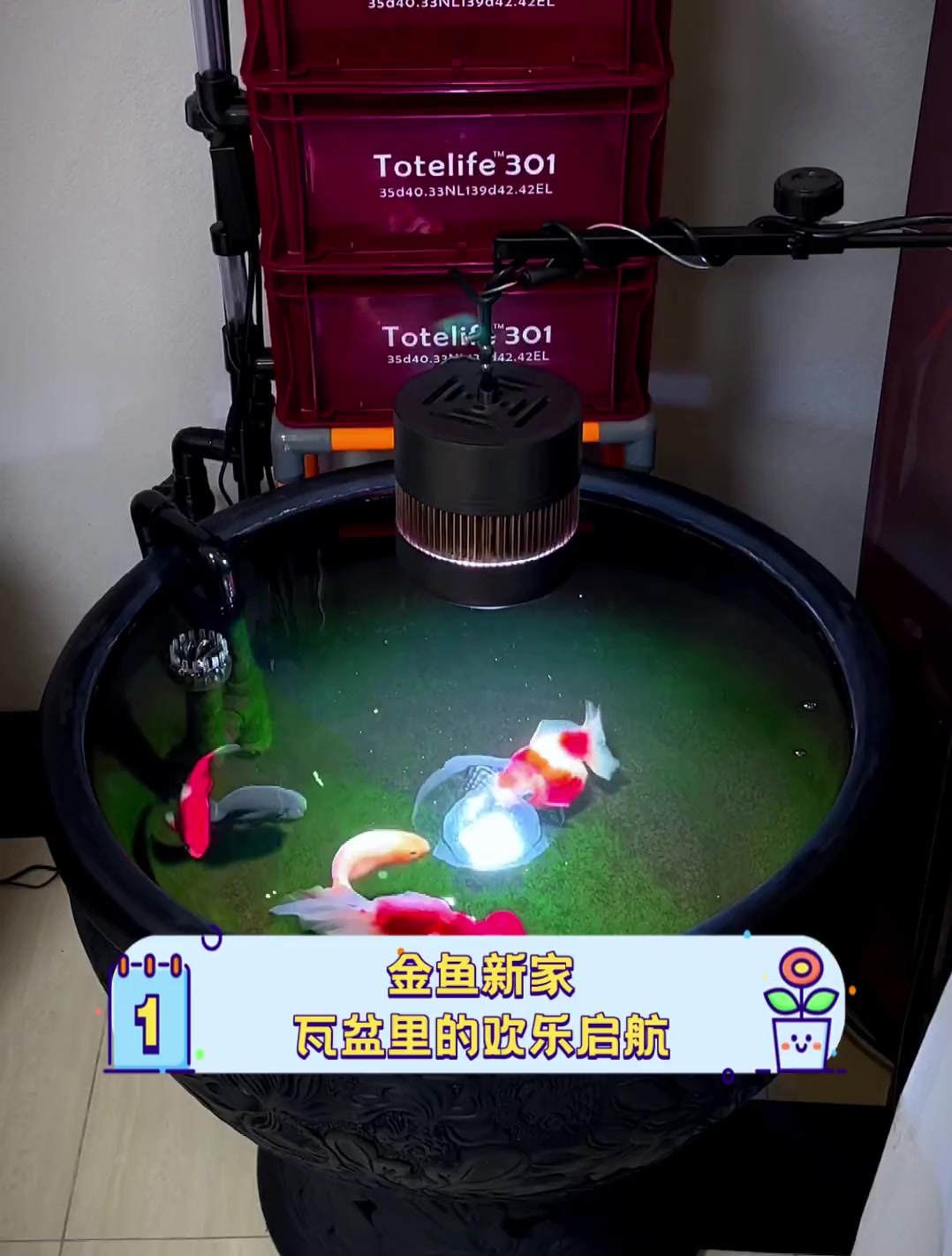金鱼新家,瓦盆里的欢乐启航