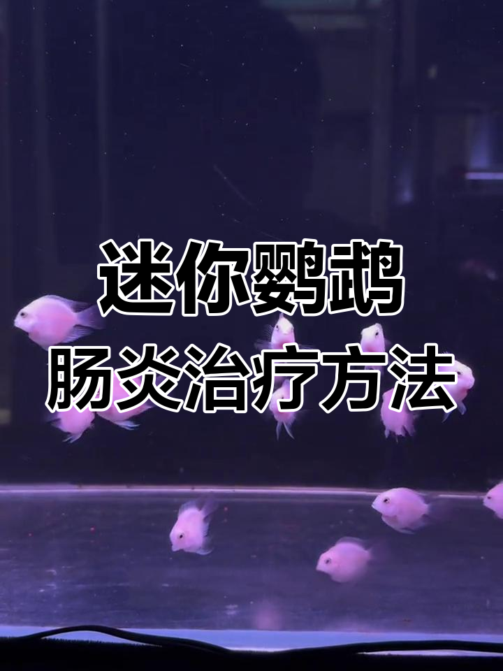 迷你鹦鹉肠炎治疗全攻略