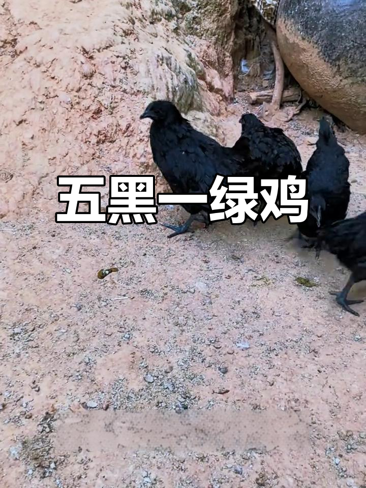 五黑鸡因全身黑色特征而得名,绿蛋更是独特