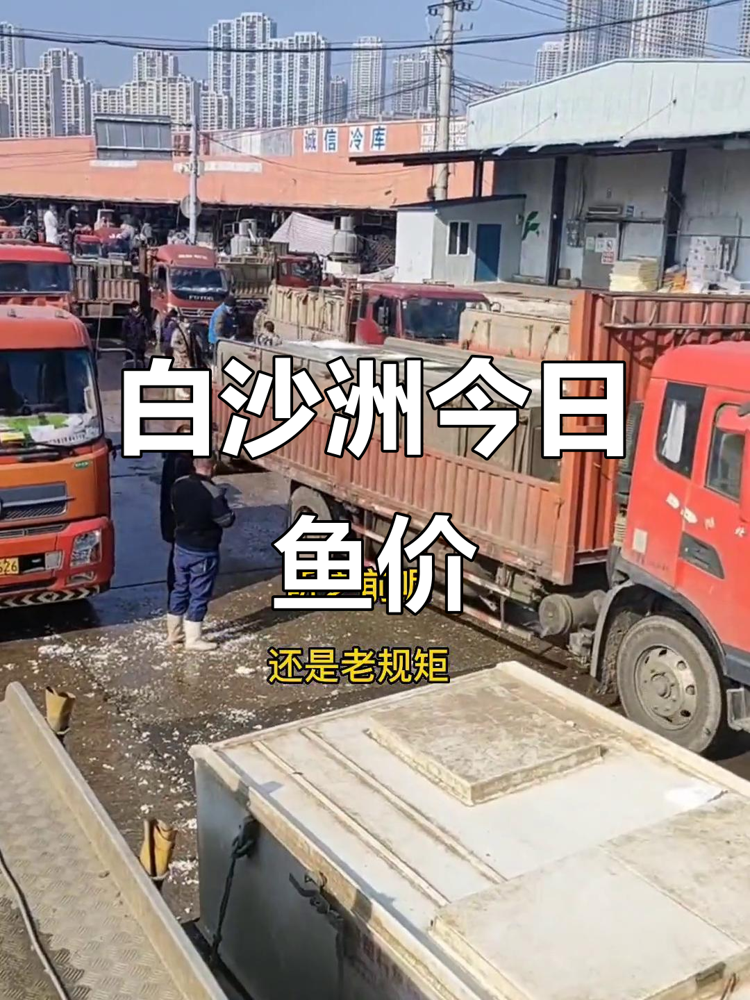 湖北白沙洲市场2月21日鱼价大揭秘,花鲢、黄鳝等价格一览