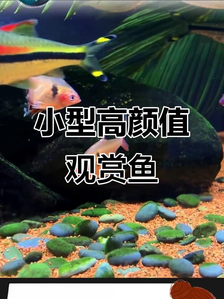 玫瑰扯旗：小巧却凶猛的热带观赏鱼，颜值与实力并存