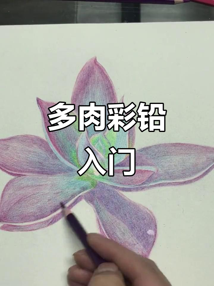 彩铅入门:从多肉植物开始,轻松掌握画画技巧
