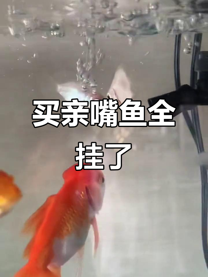 买了亲嘴鱼结果都死了,淡水鱼真难养!
