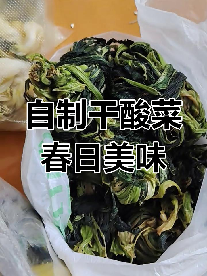 春天菜苔腌制干酸菜,冰箱保鲜美味十足